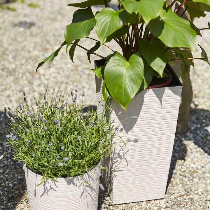 Produktbild Siena Garden ECO Nizza (25 cm)