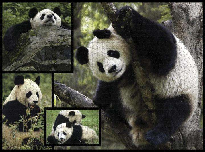 Produktbild WWF 1000-Puzzle Panda (1000 Teile)
