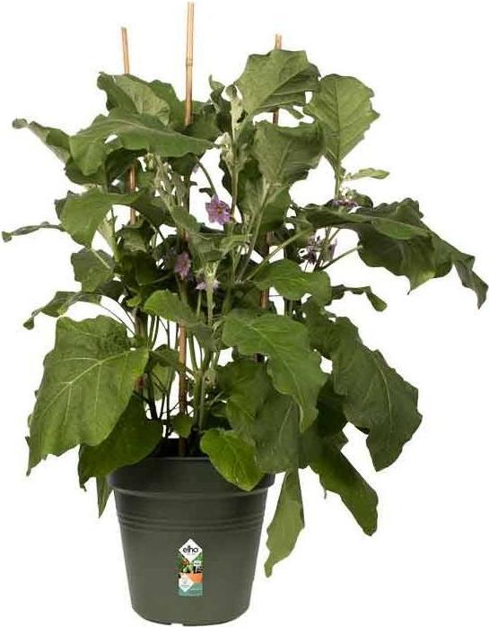 Actual product image Elho Green Basics (15 cm)
