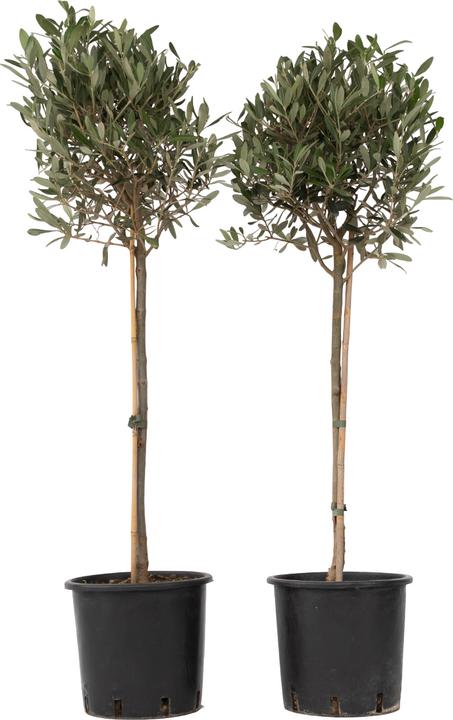 Plant in a Box Olea Europaea - Set of 2 olive trees