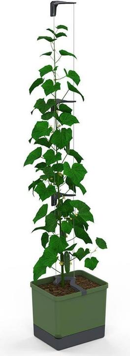 Immagine prodotto Gusta Garden Cetriolo Curt (33.50 cm)