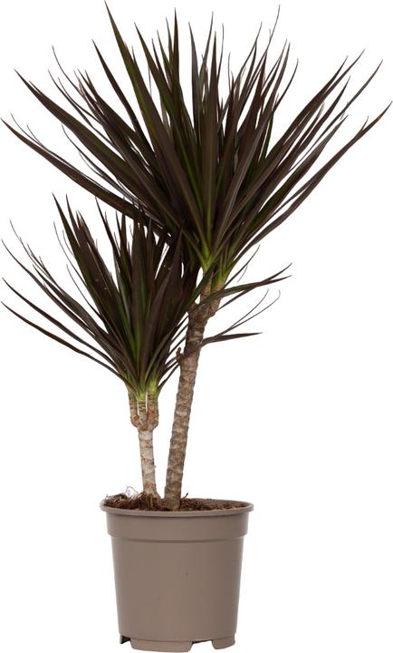 Actual product image Plant in a Box Dracaena Marginata Magenta - Dragon Tree (70 cm)
