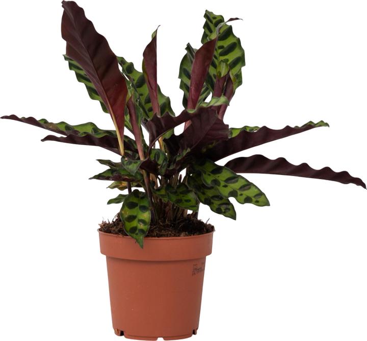 Produktbild Plant in a Box Calathea lancifolia - Korbmarante (40 cm)