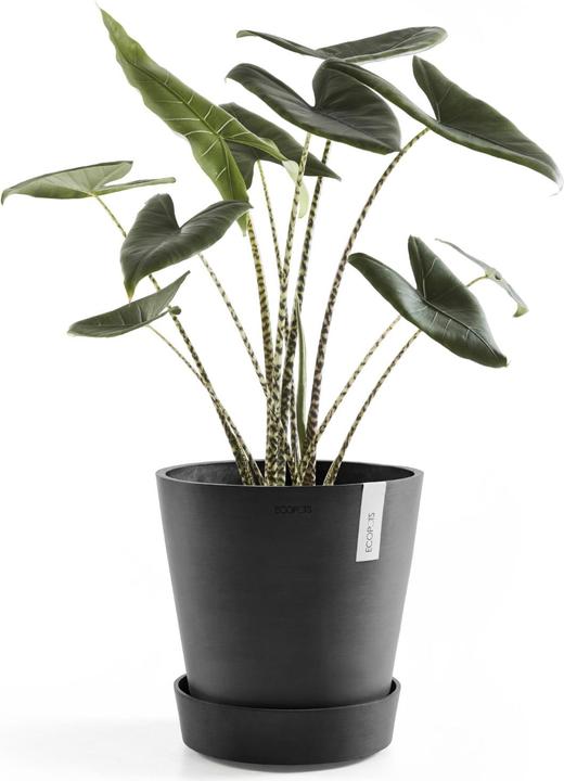 Actual product image Ecopots Saucer on Wheels