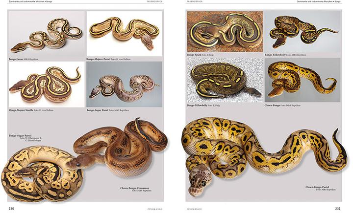Produktbild Python regius (Deutsch, Stefan Broghammer, 2025)
