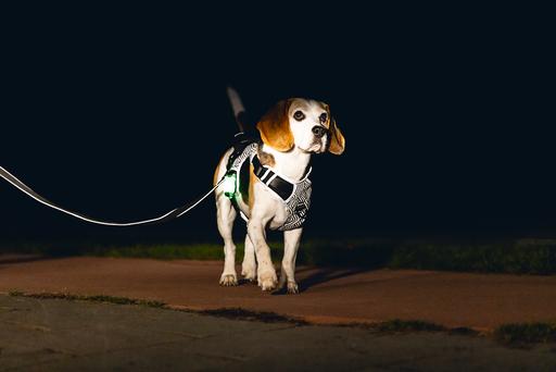 Productafbeelding Beeztees Veiligheidsuitrusting Y-harnas (Hond, Algemeen)
