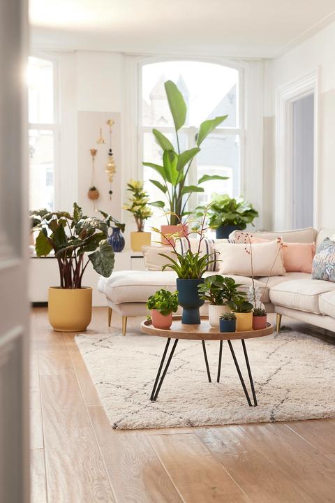 Produktbild Elho Vibes (29.50 cm)