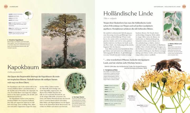 Produktbild Bäume - Eine Natur- und Kulturgeschichte (Deutsch, Andrew Mikolajski, Michael Scott, Keith Rushforth, Dr. Ross Bayton, Agnes Pahler, 2022)