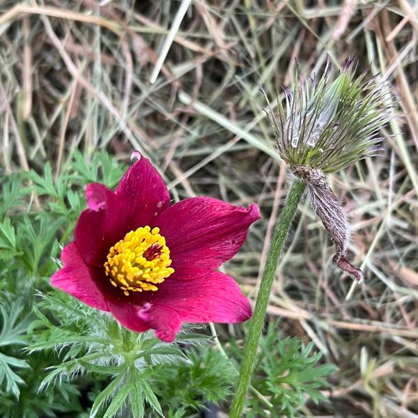Immagine prodotto Säntispracht Set di 3, Il fiore di pasqua protetto - Pulsatilla vulgaris Red Shades