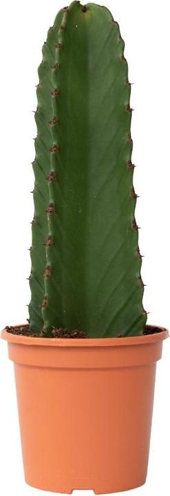 Actual product image Plant in a Box Euphorbia ingens - Cowboy cactus (40 cm)