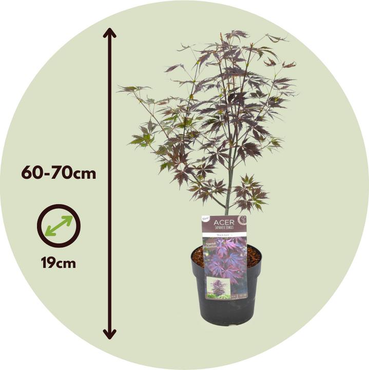 Produktbild Plant in a Box Acer Palmatum 'Black Lace' - 2er Set Ahornbäume (60 cm)