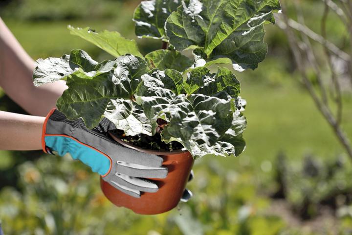 Image du produit Gardena Gant de plantation et de sol 7 (S)