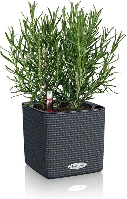 Produktbild Lechuza Cube (17 cm)