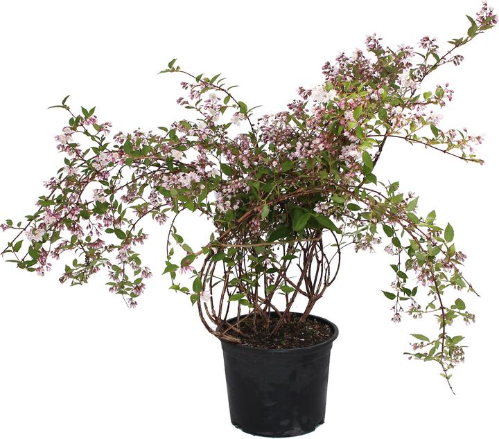 Produktbild Zulauf Kalmien-Deutzie / Deutzia purp. 'Kalmiiflora' (60 cm)