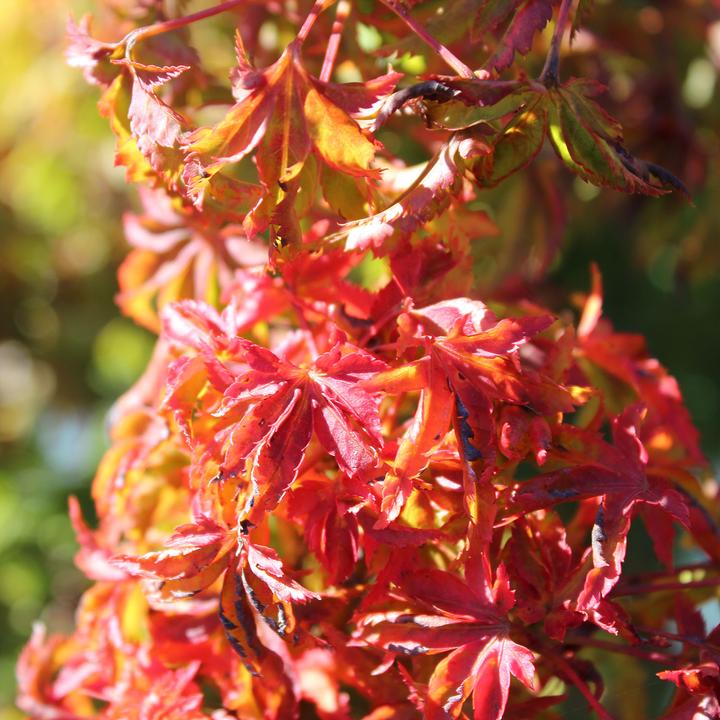 Produktbild Zulauf Japanischer Fächer-Ahorn / Acer palmatum 'Shishigashira' (70 cm)