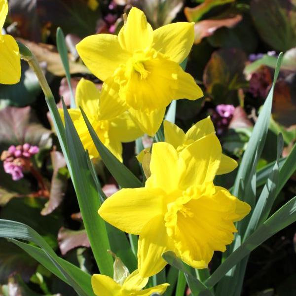 Immagine prodotto Säntispracht Set di 2, narciso - Narciso Violino d'Oro (40 cm)
