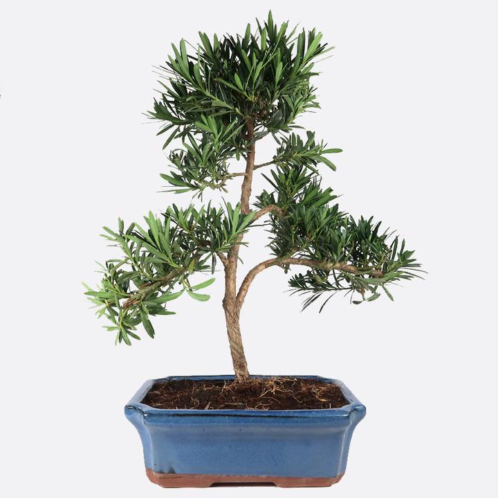 Produktbild Bonsai.ch Podocarpus Steineibe ca cm (23 cm)