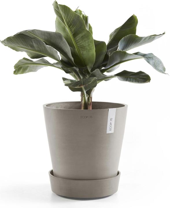 Actual product image Ecopots Saucer on Wheels
