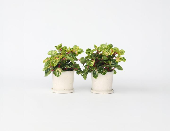 Actual product image Plant in a Box Iresine Herbstii (20 cm)