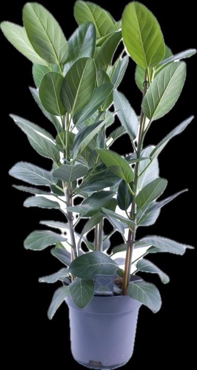 Produktbild Mahaloplants Ficus benghalensis (90 cm)