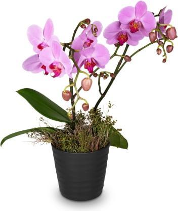 Produktbild Fleurop Pinke Orchidee (Phalaenopsis) im Cachepot