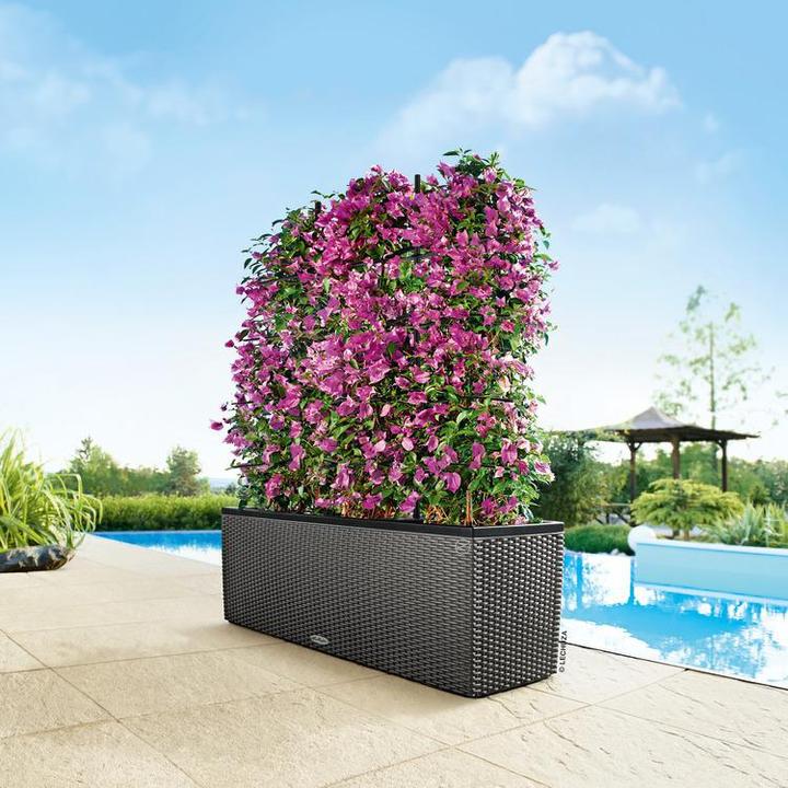 Image du produit Lechuza Trio Cottage (32 cm)