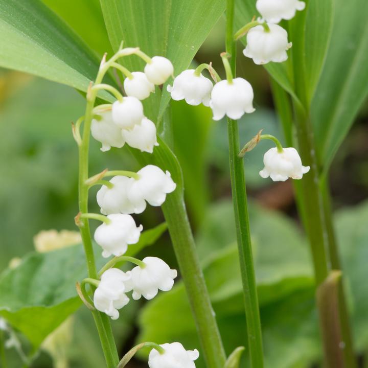 Actual product image Plant in a Box Convallaria Majalis - (10 cm)