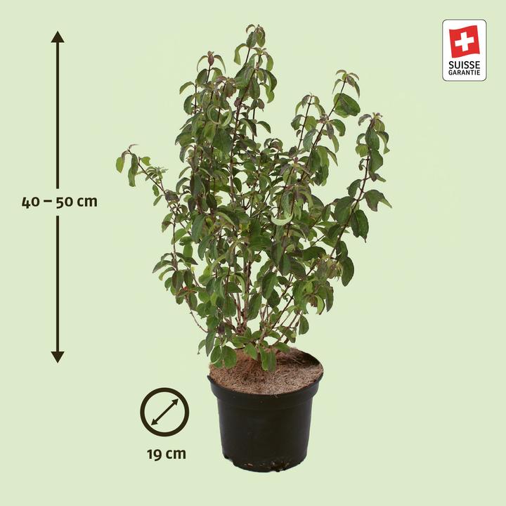 Image du produit Zulauf Chèvrefeuille des haies (50 cm)