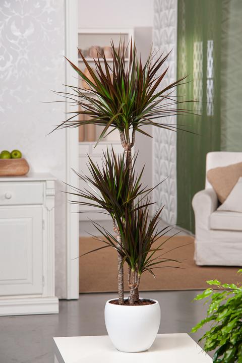 Actual product image Plant in a Box Dracaena Marginata Magenta - Dragon Tree (70 cm)