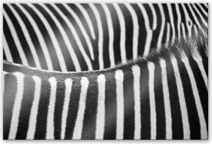 Actual product image Trenddeko zebra pattern (200 x 120 cm)