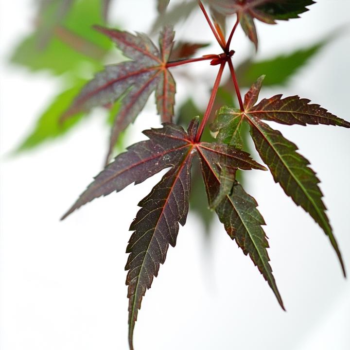 Produktbild Plant in a Box Acer palmatum 'Starfish' - Ahorn Baum (60 cm)