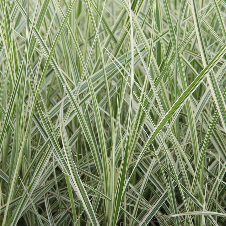 Image du produit Zulauf Chinaschilf / Miscanthus si. Variegatus (50 cm)