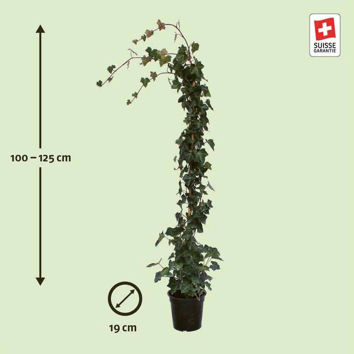 Image du produit Zulauf Lierre (125 cm)