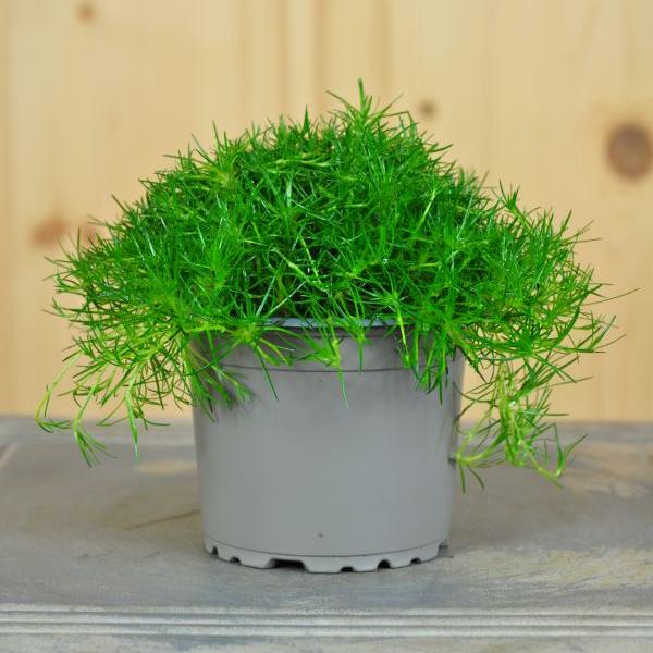 Immagine prodotto Säntispracht Set di 8 muschi stellari, il tappeto verde -Sagina subulata muschio irlandese verde scuro (10 cm)