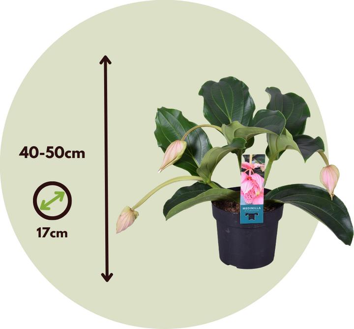 Immagine prodotto Plant in a Box Medinilla Magnifica - Set di 2 medinilla rosa (40 cm)