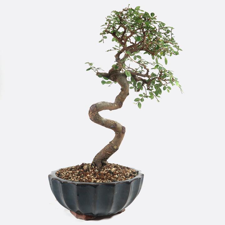 Immagine prodotto Bonsai.ch Olmo cinese