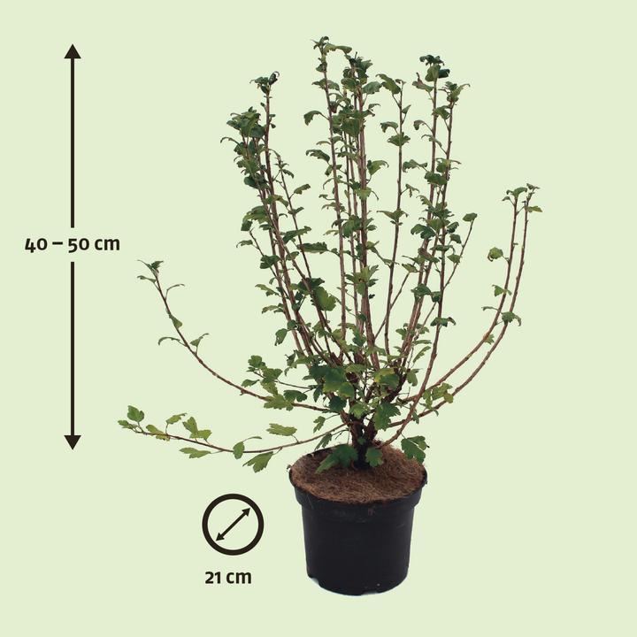 Immagine prodotto Zulauf Alpen-Johannisbeere / Ribes alpinum (50 cm)