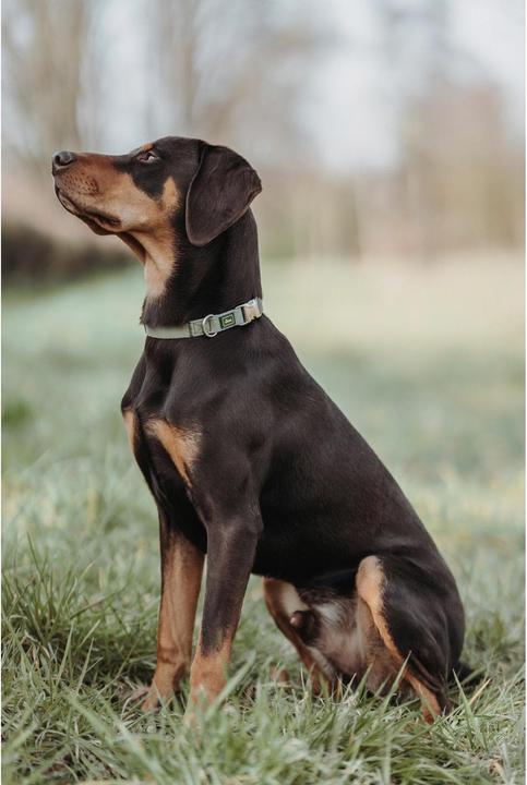 Image du produit Hunter collier Inari Alu-Strong, XL, vert tilleul (XL, Chien, Sport canin)