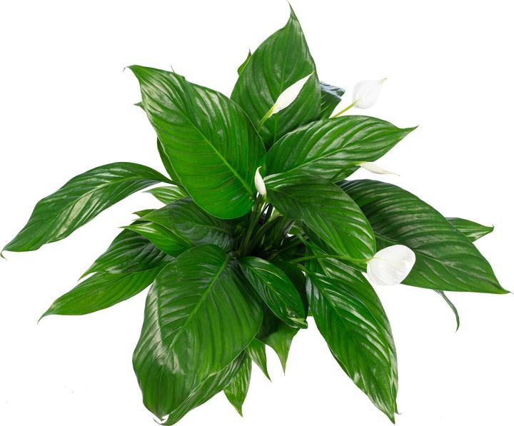 Produktbild Flowerbox Einblatt - Spathiphyllum (70 cm)
