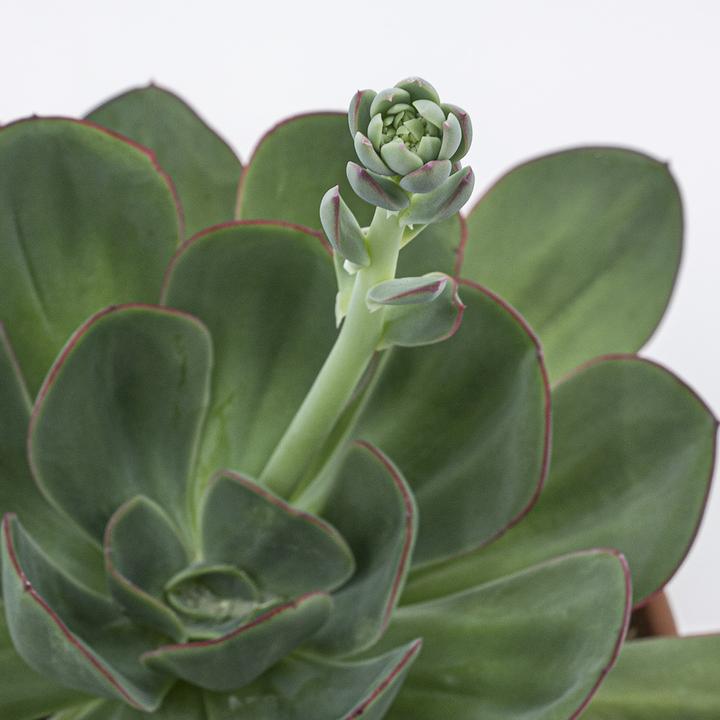 Image du produit Kakteen Gautschi Echeveria gigante verde (25 cm)
