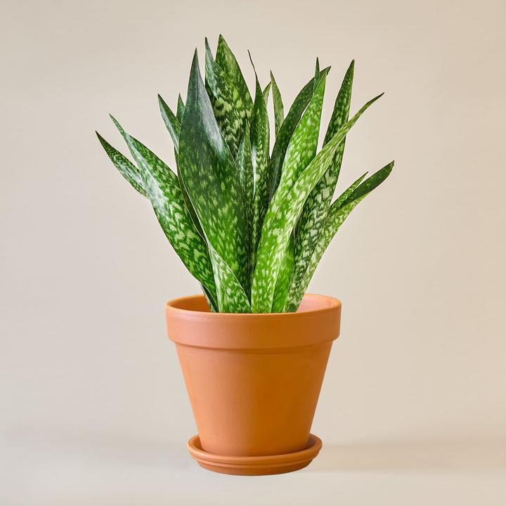 Produktbild Mary and Plants Jiboia Snake Terrakotta (95 cm)