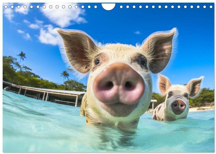Produktbild Schweinereien in der Karibik. Sonne und Spa mit schwimmenden Schweinen (Wandkalender 2025 DIN A (A4, Kein Einband, Deutsch)