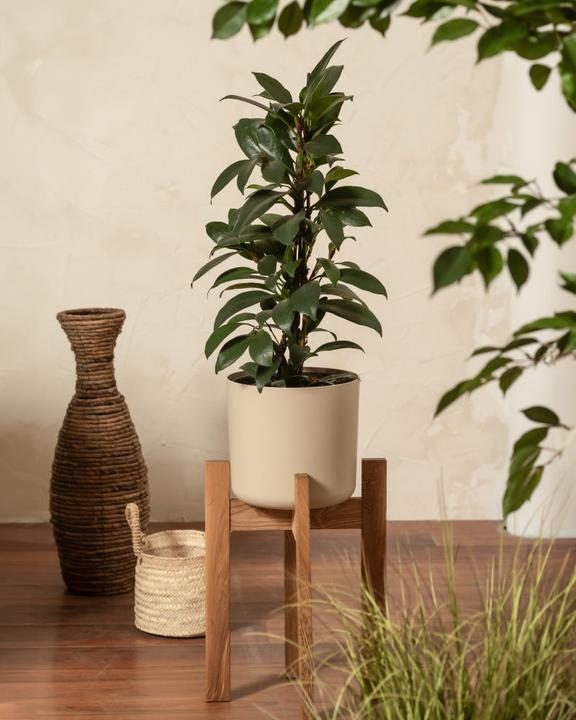 Image du produit feey Support pour plantes (Stelion | 18 cm Ø)