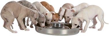 Actual product image Trixie Junior puppy bowl (1.40 l)