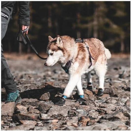 Produktbild Non-Stop Dogwear Pector Booties 4 Stk (L, Hundeschuhe)