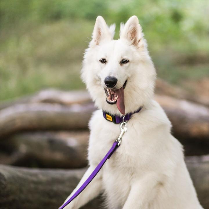 Produktbild Red Dingo DINGO Energy purple - Hundehalsband - 31-49 cm (Hund, Allgemein)