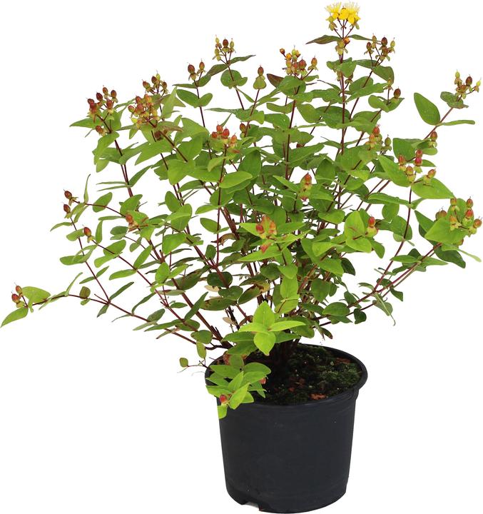 Immagine prodotto Zulauf Johanniskraut / Hypericum x inodo. 'Excellent Flair' (30 cm)