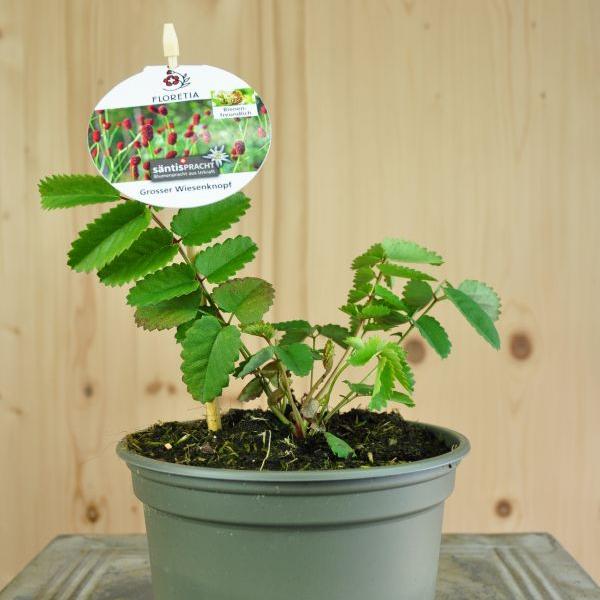 Produktbild Säntispracht 4 er Set, Der heimischer Grosser Wiesenknopf - Sanguisorba officinalis (100 cm)