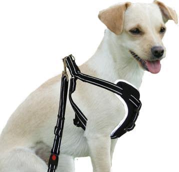 Actual product image Swisspet Safety harness DogSafe for dogs (M, Dog, General)
