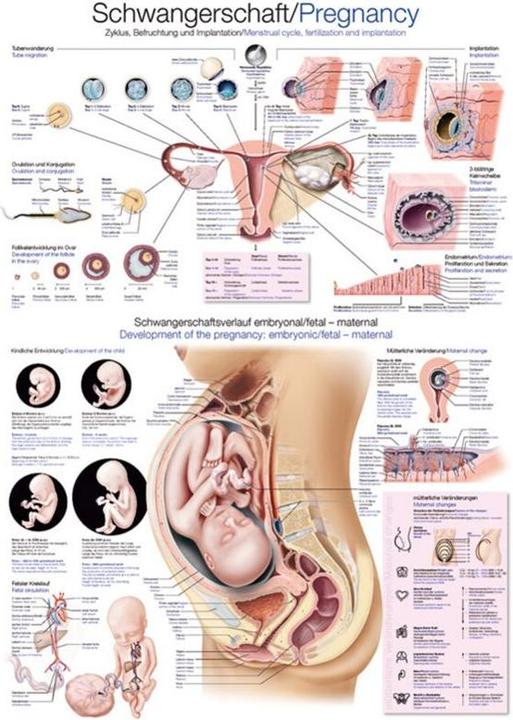 Actual product image Erler Zimmer Teaching board pregnancy, 70x100cm
